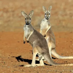 Red Kangaroo -Macropus rufus-, two adult females, Sturt National Park, New South Wales, Australia Red Kangaroo -Macropus rufus-, two adult females, Sturt National Park, New South Wales, Australia