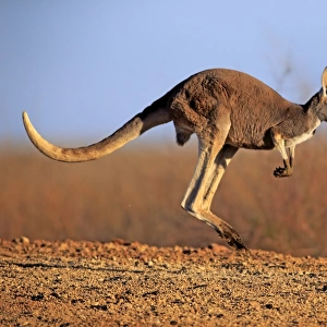 Red Kangaroo -Macropus rufus-, adult, jumping, Sturt National Park, New South Wales, Australia