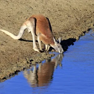 Red Kangaroo -Macropus rufus-, adult male, drinking water, Sturt National Park, New South Wales, Australia Red Kangaroo -Macropus rufus-, adult male, drinking water, Sturt National Park, New South Wales, Australia