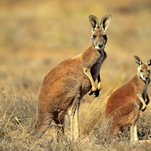 Red Kangaroo -Macropus rufus- mother with young, alert, Sturt National Park, New South Wales, Australia