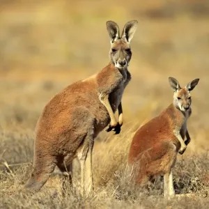 Canguro rosso - Macropus rufus - madre con piccolo, allerta, Parco nazionale Sturt, Nuovo Galles del Sud, Australia. Canguro rosso - Macropus rufus - madre con piccolo, allerta, Parco nazionale Sturt, Nuovo Galles del Sud, Australia.