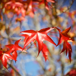 Red leaves against blue sky