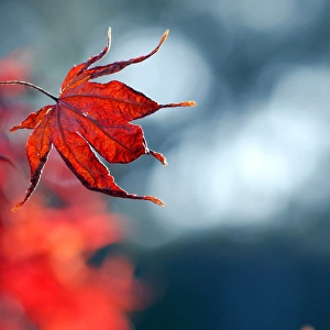 Red maple