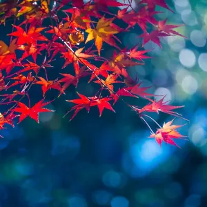 Red maple leaves in early winter sunshine