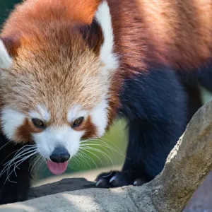 Red Panda Print - Summer Landscape Red Panda Print - Summer Landscape