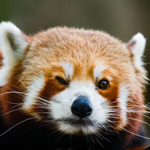 Red panda Red panda