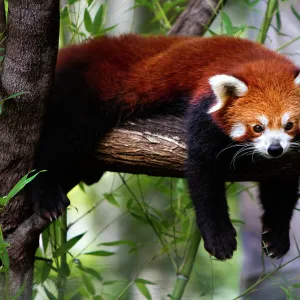 Red panda