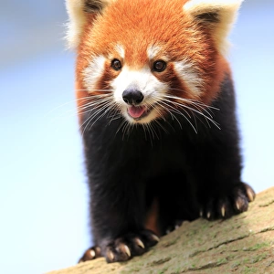 Red Panda, (Ailurus fulgens fulgens)