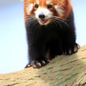 Red Panda, (Ailurus fulgens fulgens)