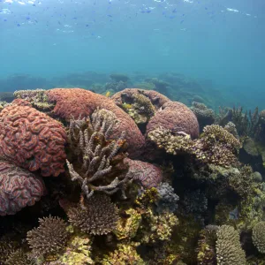 Red rock ningaloo