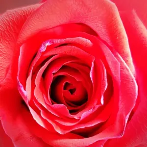 Red Rose