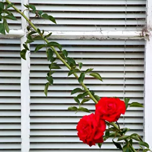 Two red rose flowers on white wooden window