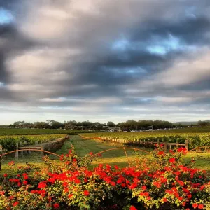 Red roses and grapevines Red roses and grapevines