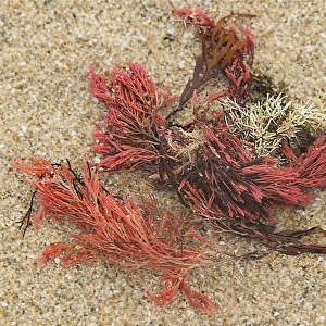 red Seaweed, White beach, King Island, Bass Strait, Tasmania, Australia