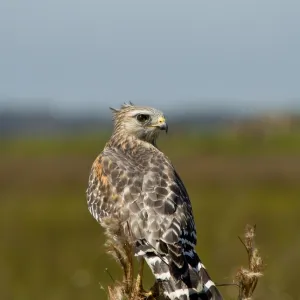 Red-shouldered hawk