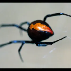Red Back Spider Macro