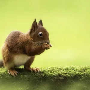 Red squirrel