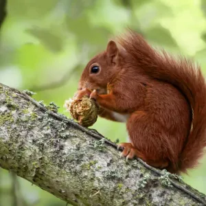 Red Squirrel