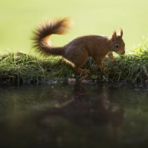 Red Squirrel reflected in pond