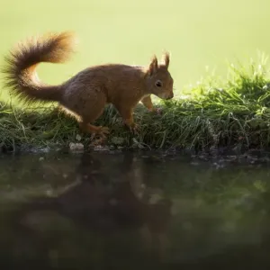 Red Squirrel reflected in pond