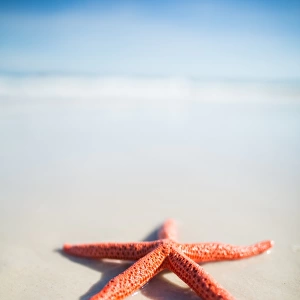 Red starfish on a beach. South Australia
