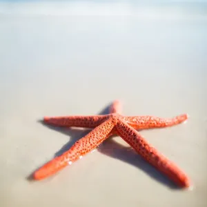 Red starfish on a beach. South Australia Red starfish on a beach. South Australia