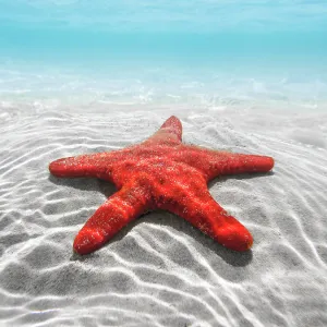 Discover the extraordinary diversity of Australia's marine life: Captivating Starfish