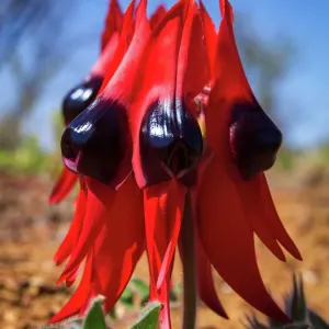 Beautiful Australian Wild Flowers