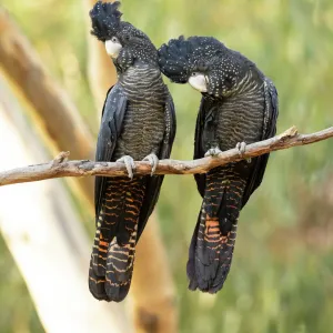 Red-tailed Black-cockatoos