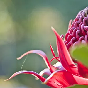 Red waratah flower