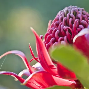 Fleur de guerrière rouge Fleur de guerrière rouge