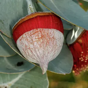 Red and Yellow Eucalyptus Gum Blossom Red and Yellow Eucalyptus Gum Blossom