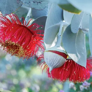 Red and Yellow Eucalyptus Gum Blossom Red and Yellow Eucalyptus Gum Blossom