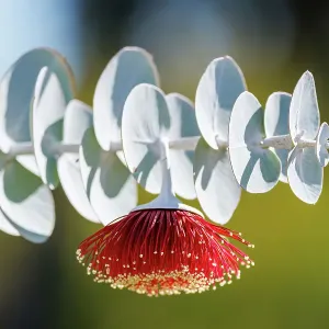 Red and Yellow Eucalyptus Gum Blossom - Eucalyptus macrocarpa, commonly known as mottlecah Red and Yellow Eucalyptus Gum Blossom - Eucalyptus macrocarpa, commonly known as mottlecah