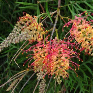 Red and yellow grevillea flowers in bloom