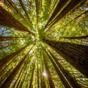 Redwoods grow at Great Otway National Park, Victoria Redwoods grow at Great Otway National Park, Victoria