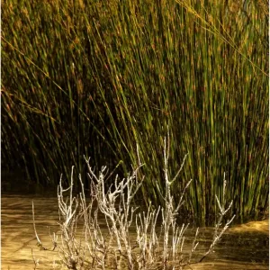 Reeds growing by a lake edge, King Island, Bass Strait, Tasmania, Australia