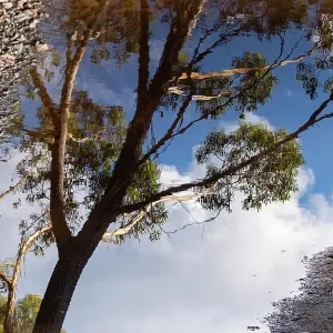 Reflection of a gum tree in a puddle Reflection of a gum tree in a puddle