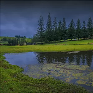 Reflections in standing water on the Kingston common, Norfolk Island, south pacific ocean