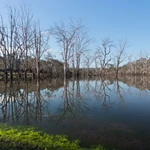 Reflections on the Wyaralong dam in rural Queensland
