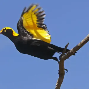 Regent Bowerbird Print - A golden-yellow and black bird with purple sheen Regent Bowerbird Print - A golden-yellow and black bird with purple sheen
