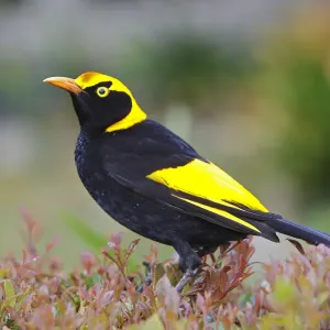 Regent Bowerbird Print: A Golden-Yellow Male Regent Bowerbird Print: A Golden-Yellow Male