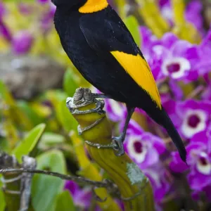 Birds Jigsaw Puzzle Collection: Bowerbird