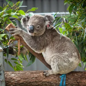 Rescued Koala