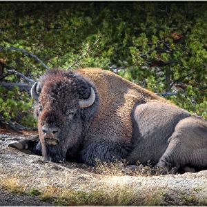 Resting bison Yellowstone National Park, Wyoming, United States