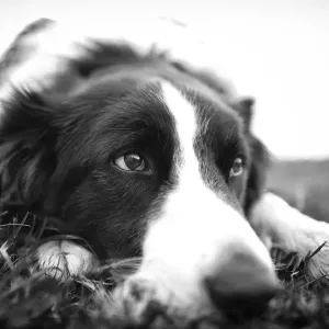 Border Collie Print - Black and White Domestic Dog on Grass