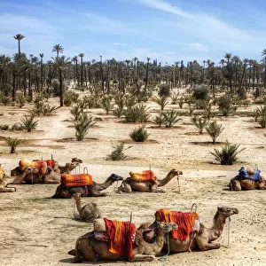 The Resting Camels in Marrakesh, Morocco, Africa