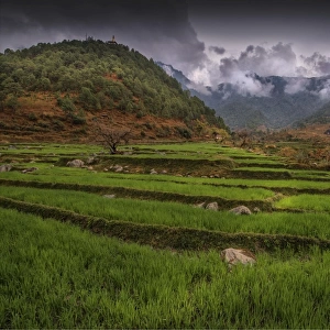 Rice farming in the Punakha district of Bhutan