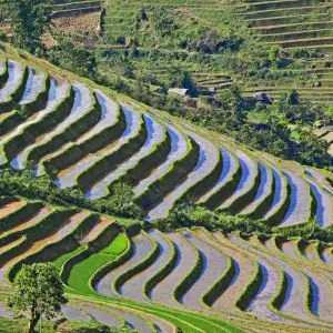 Rice terraces, Sapa, Vietnam