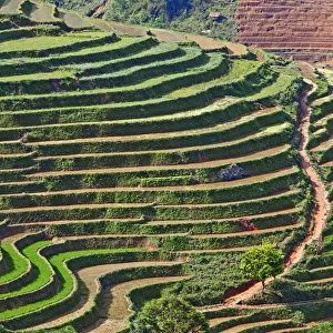 Rice terraces, Sapa, Vietnam